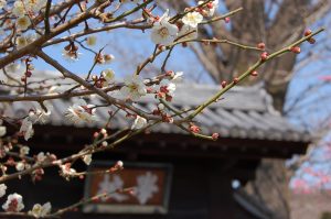 Spring: School gate with plum blossoms写真