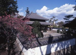 Spring: Plum blossoms at the shrine to Confucius (koshibyo)写真