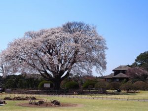 Sakon-no-sakura (cherry tree on the left)写真