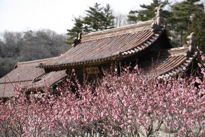 Plum blossoms写真