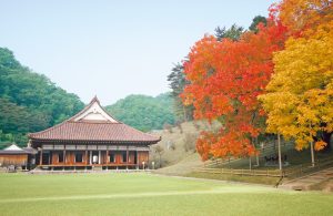 Fall leaves at the auditorium (kodo)写真