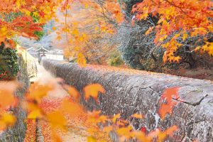 Fall leaves along the stone wall写真