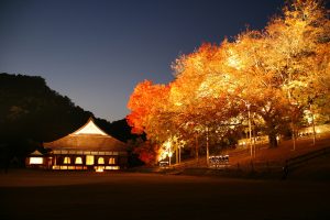 Fall colors lit up at night写真